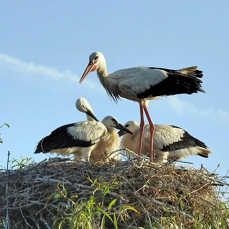 Storchennest - Erholung Fuer Naturliebhaber