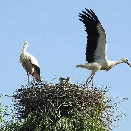 Lejlighed Storchennest - Erholung Fuer Naturliebhaber Auhagen