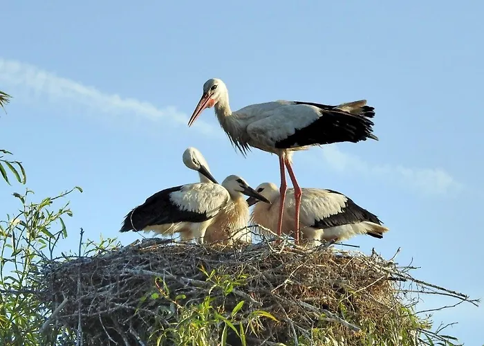Storchennest - Erholung Fuer Naturliebhaber