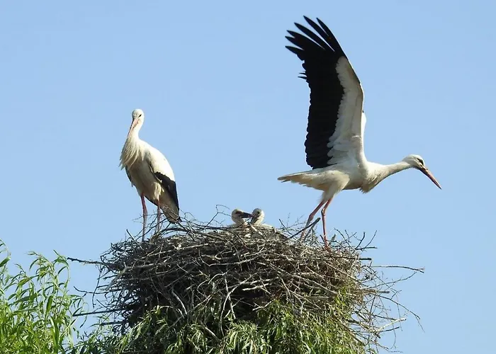 아파트 Storchennest - Erholung Fuer Naturliebhaber Auhagen